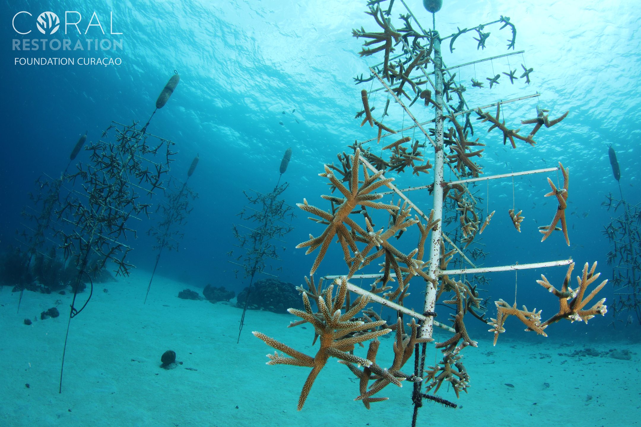 Stella Maris (Ocean Encounters House Reef) photo 3