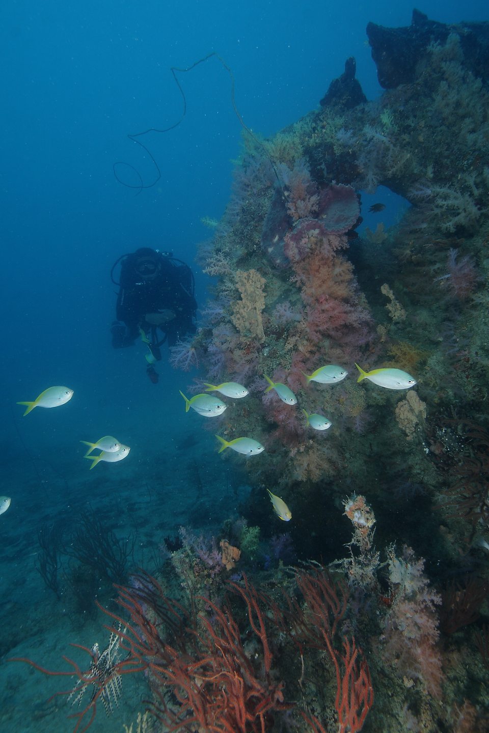 Bintang Reef, Pulau Seribu, Jakarta photo 4