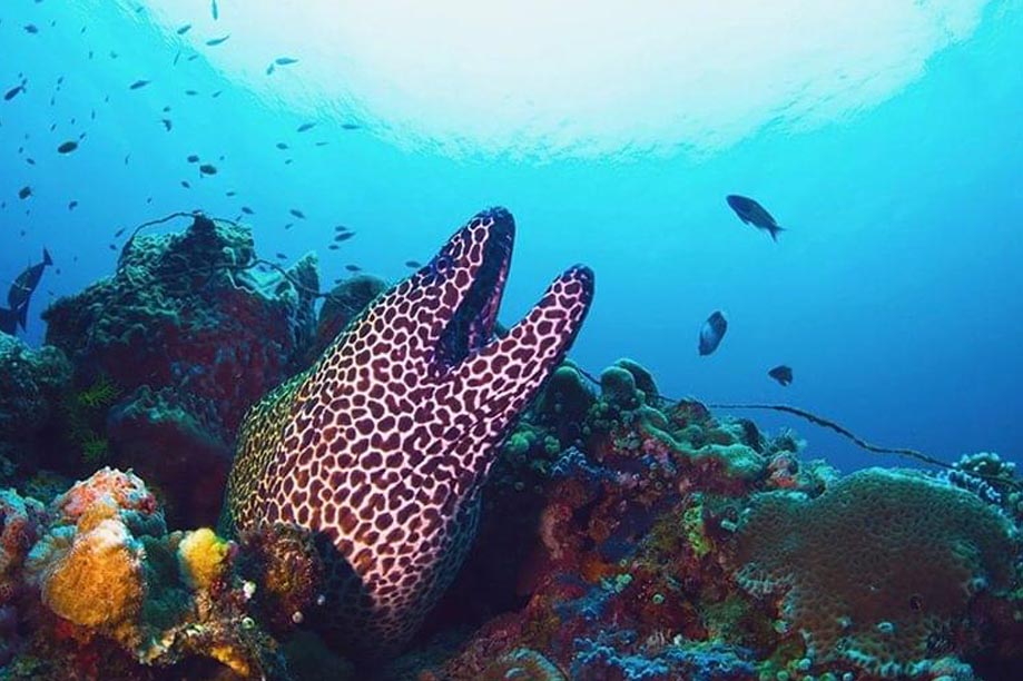 Rubiah Sea Garden
