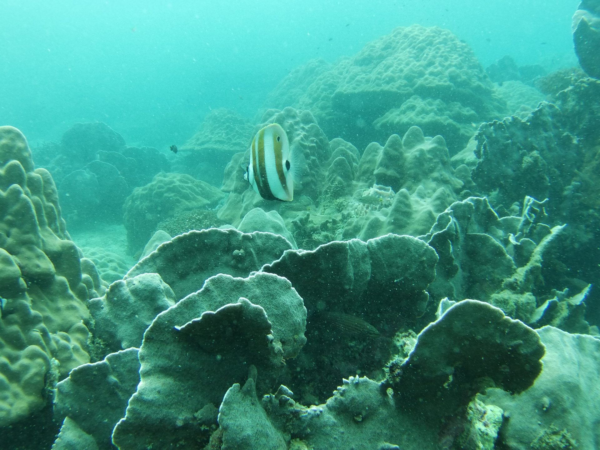 Turtle Island photo 6