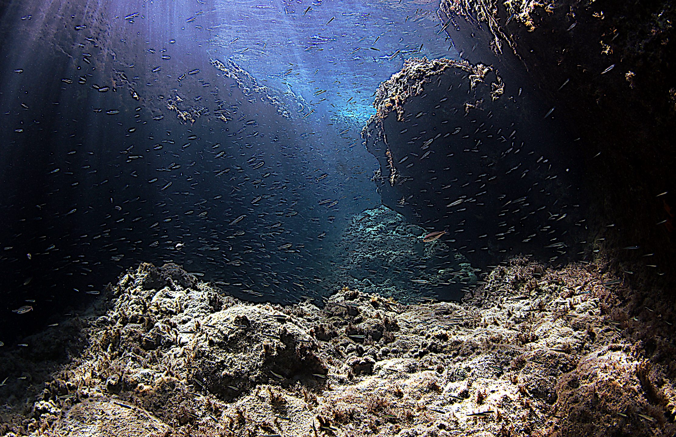 KASTRI photo 22