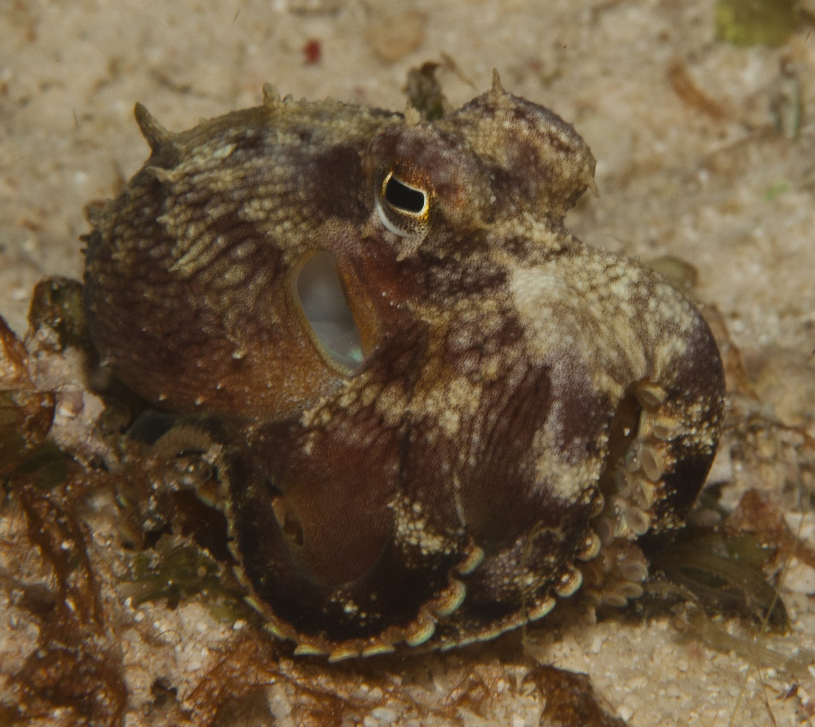 Exotic House Reef photo 3