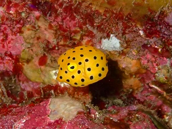Anemone Bay North Solitary Island photo 2
