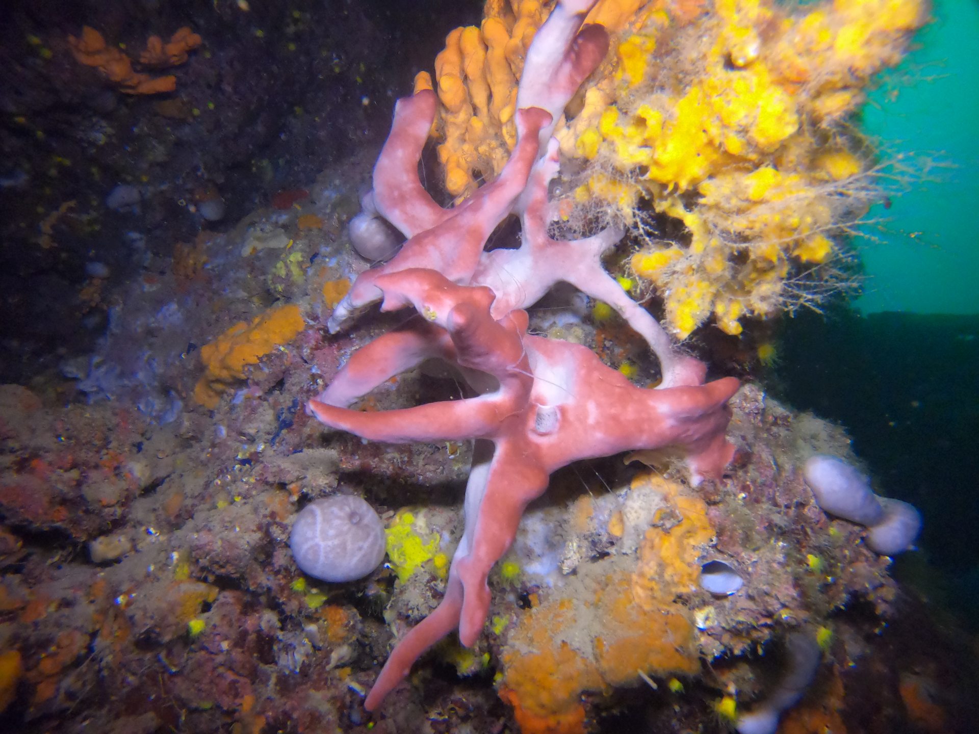 Taxiarxis reef photo 12