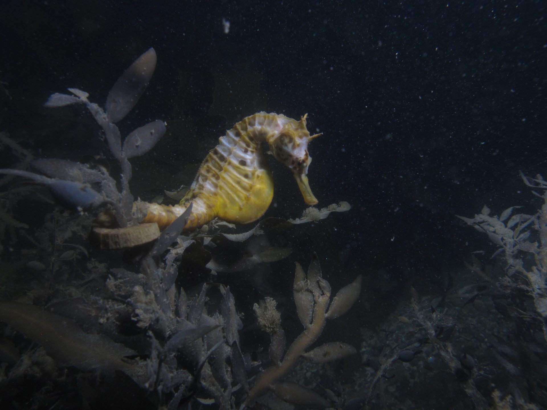 Mahanga Bay photo 8