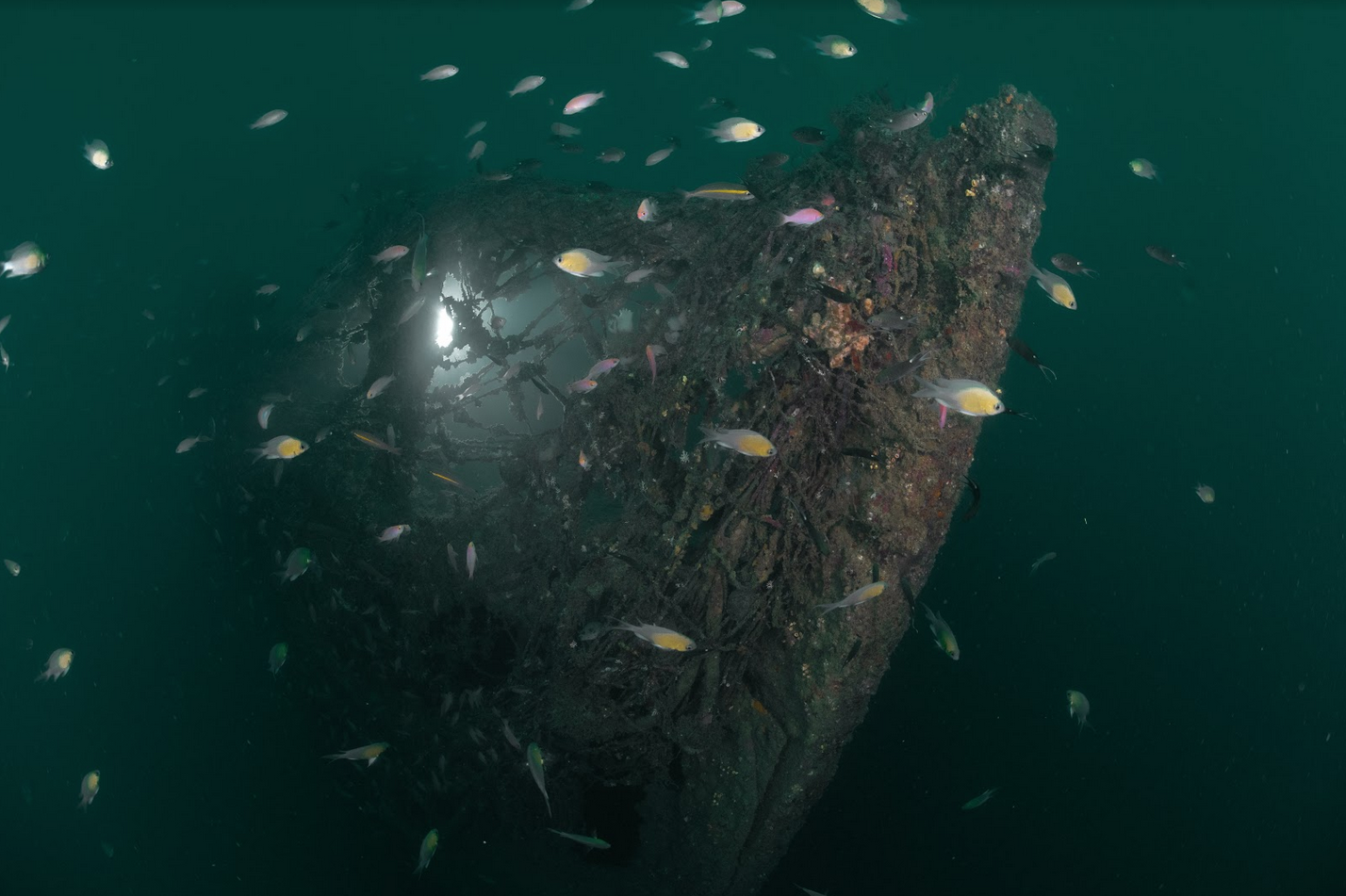 Australian Wreck photo 6