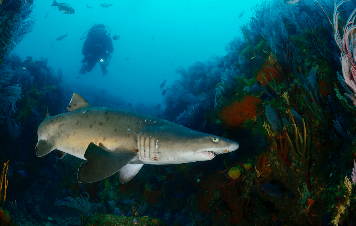 Shark Alley photo 4