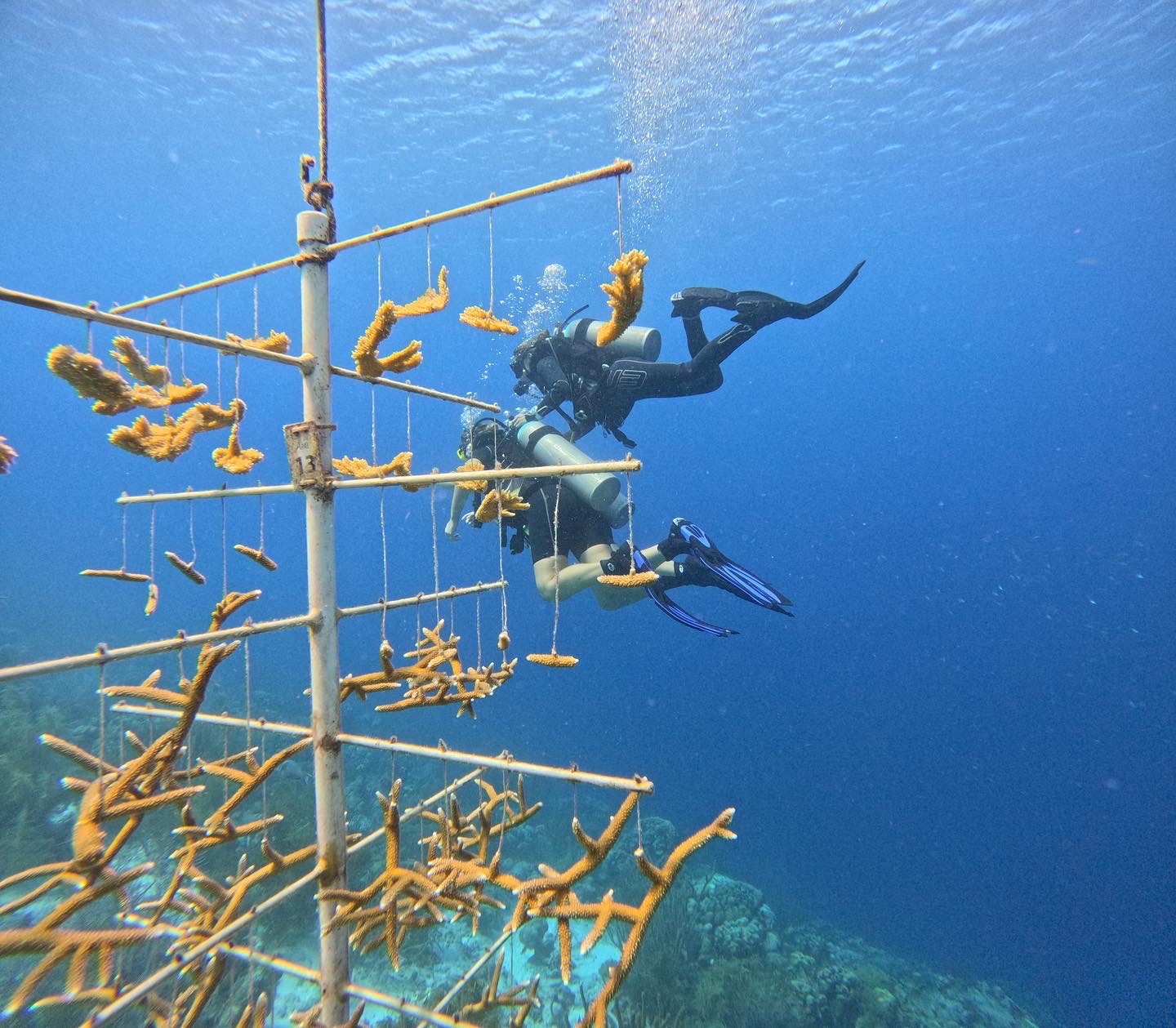 Bachelor’s Beach (Beyond The Corals House Reef) photo 2