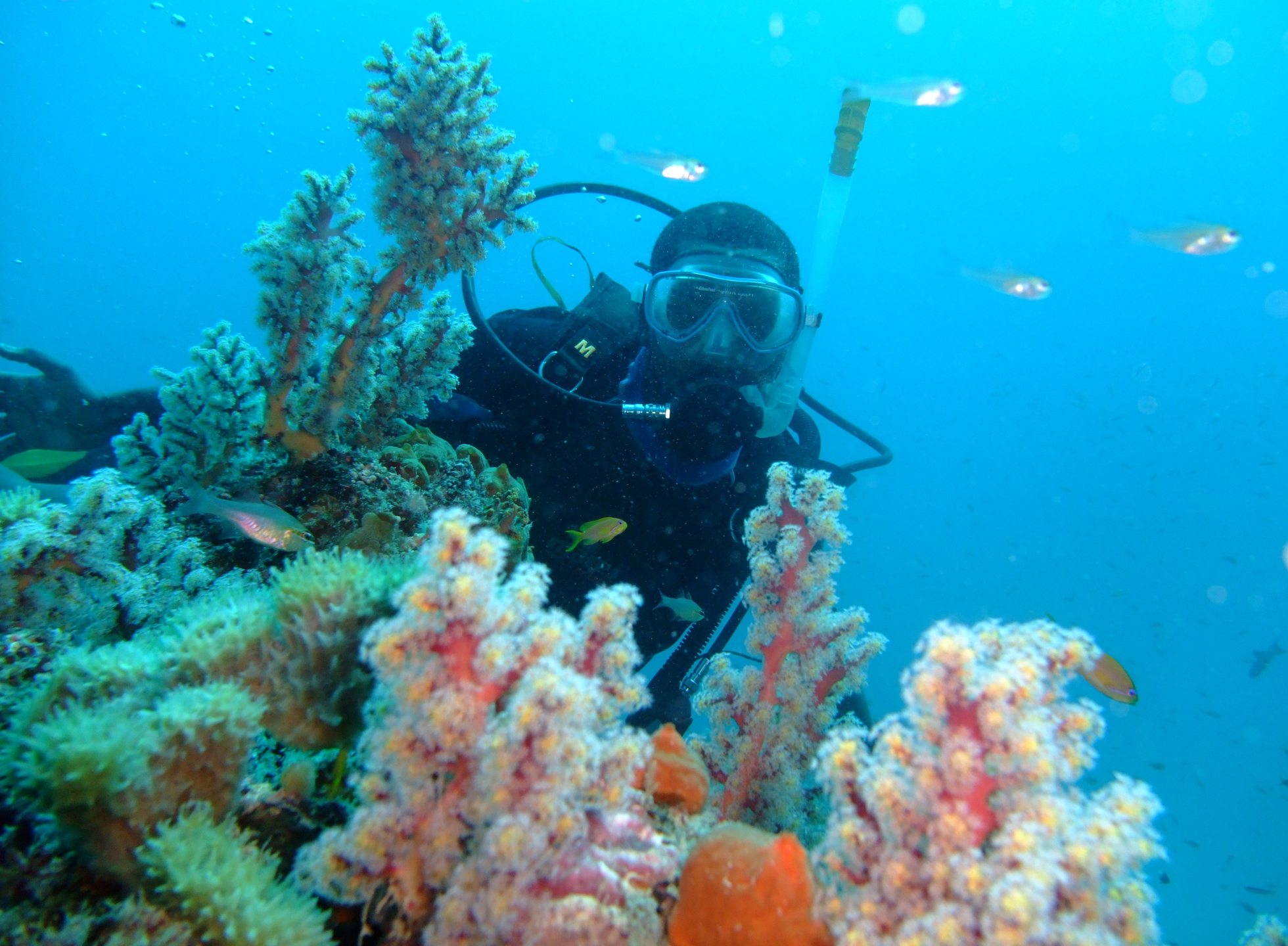 Brain Coral