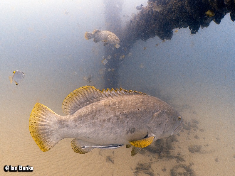 Gold Coast Seaway photo 3