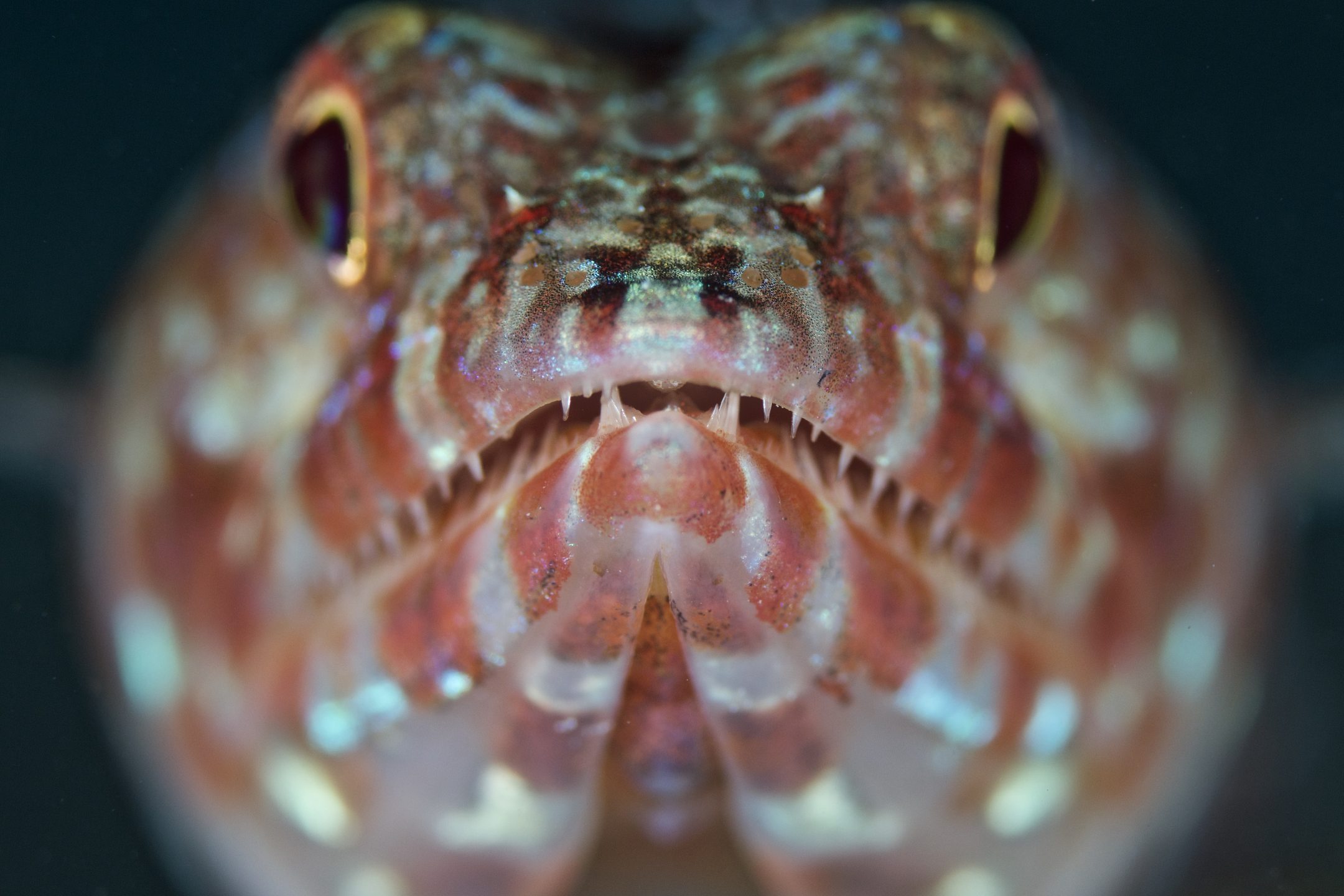 Gordon Reef - Straits of Tiran photo 6