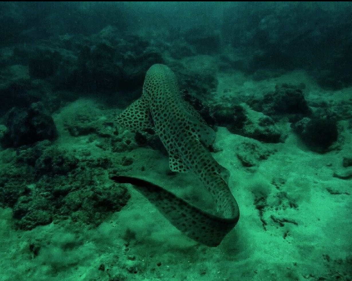 Pilot Reef