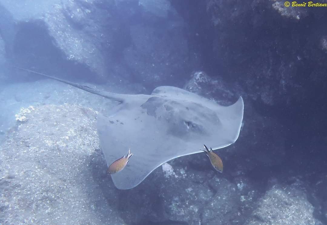 Azul House reef photo 2