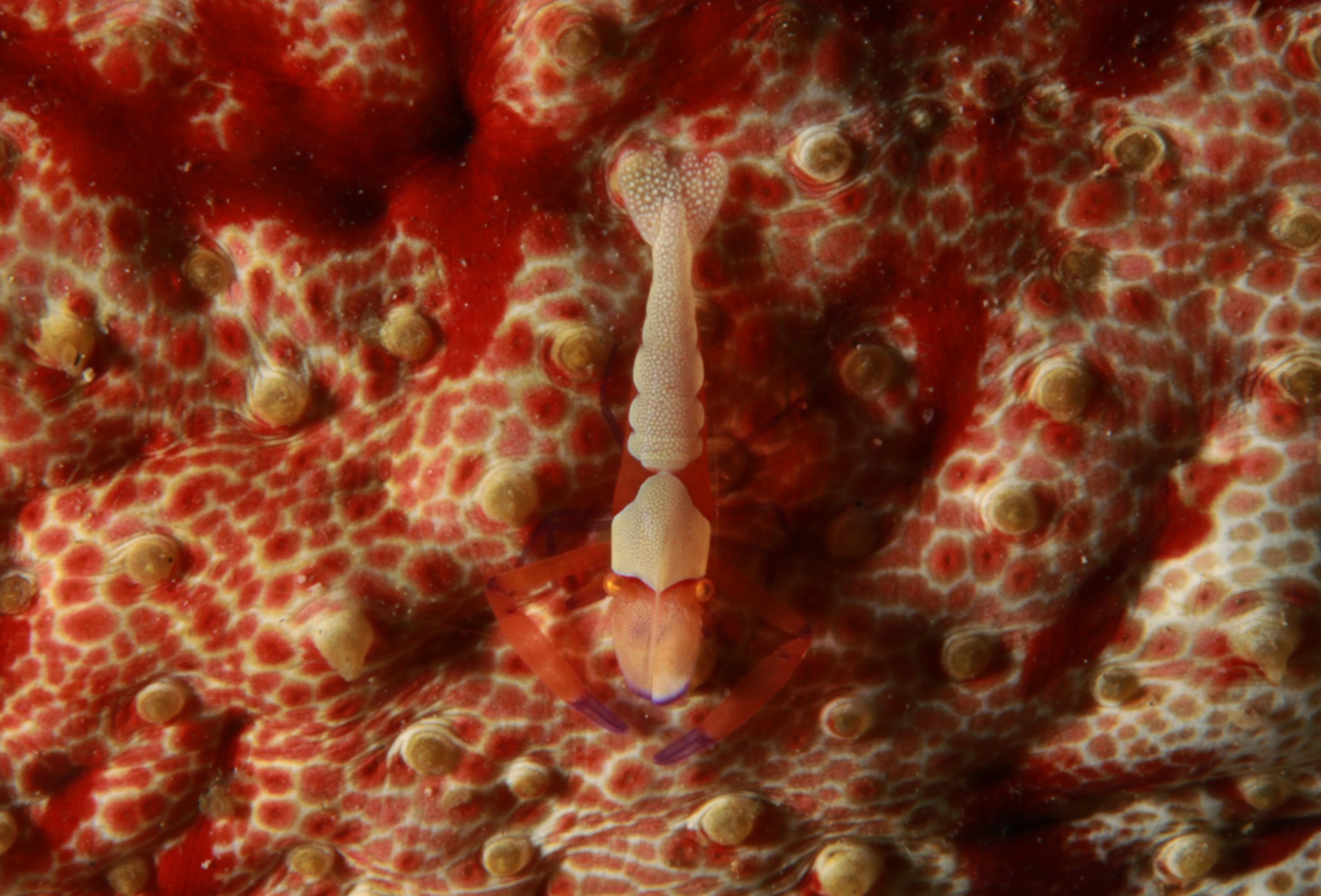 Portulano House Reef photo 6