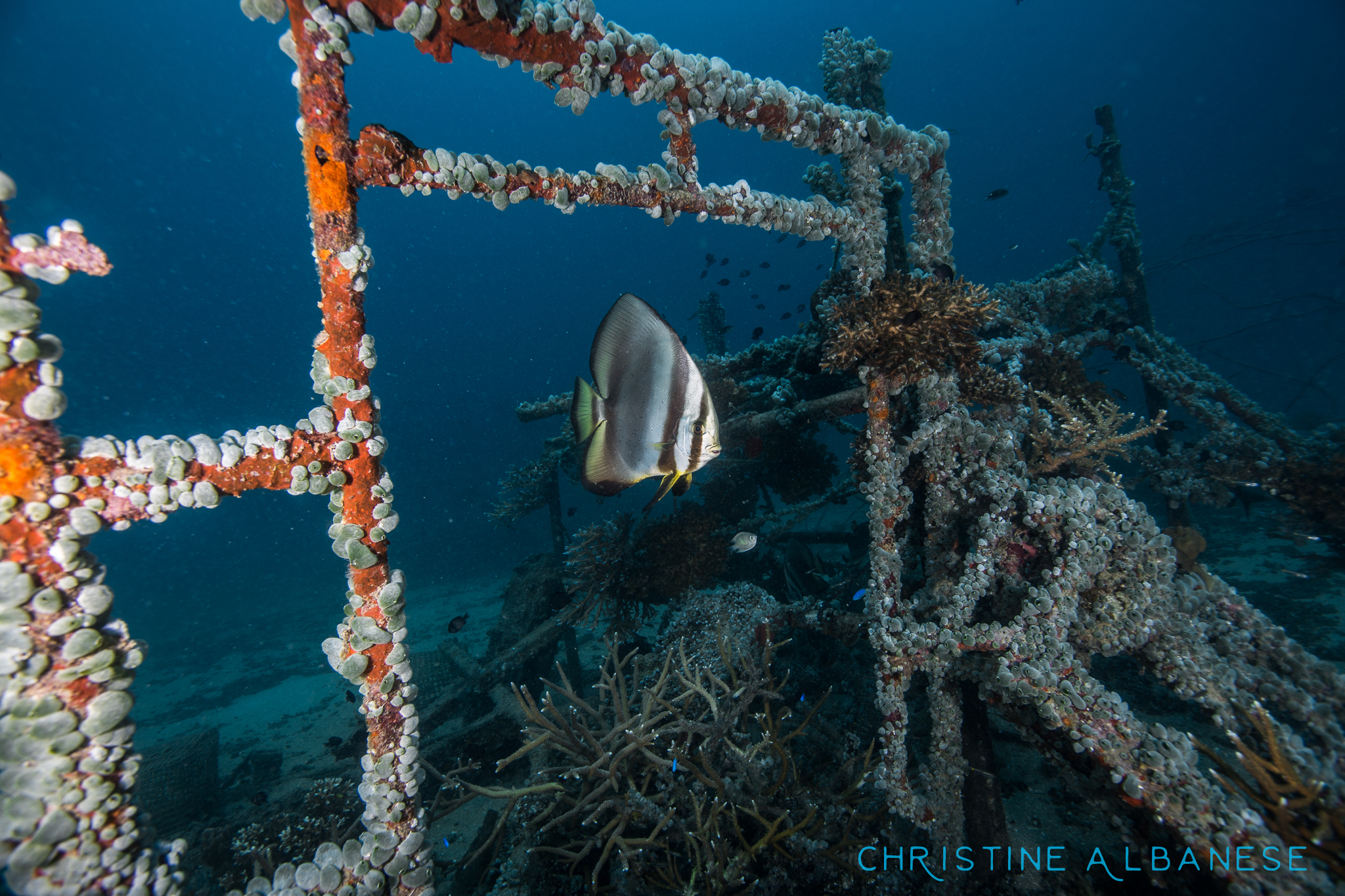 Junkyard Reef photo 7