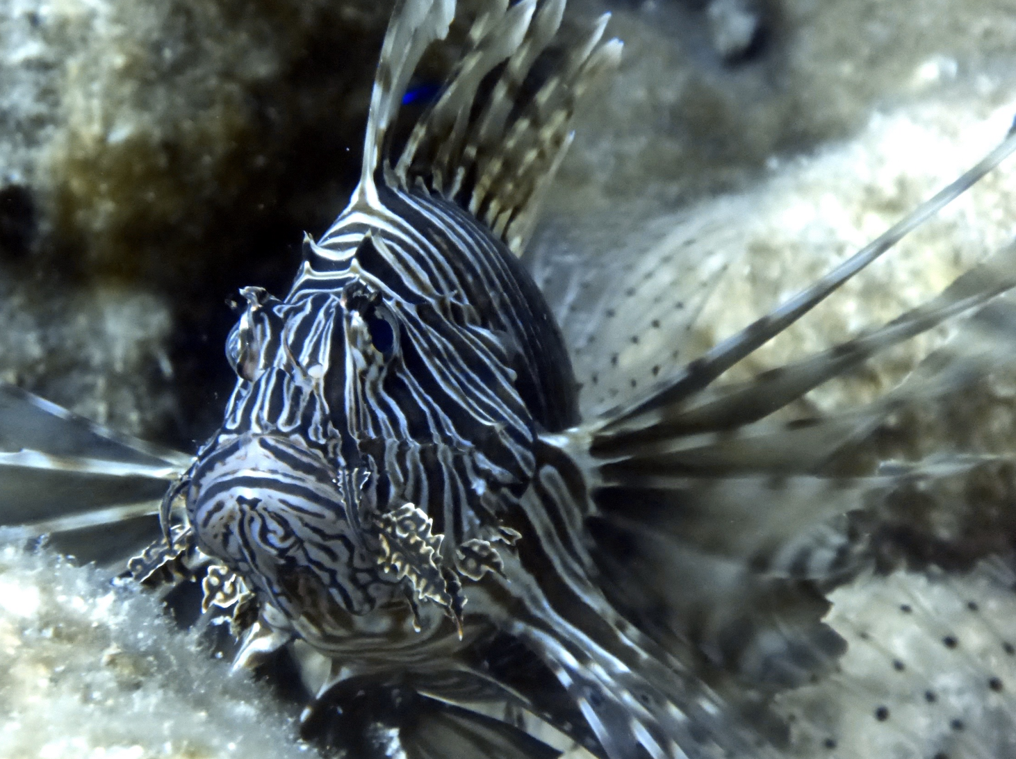 Barracuda Reef photo 5