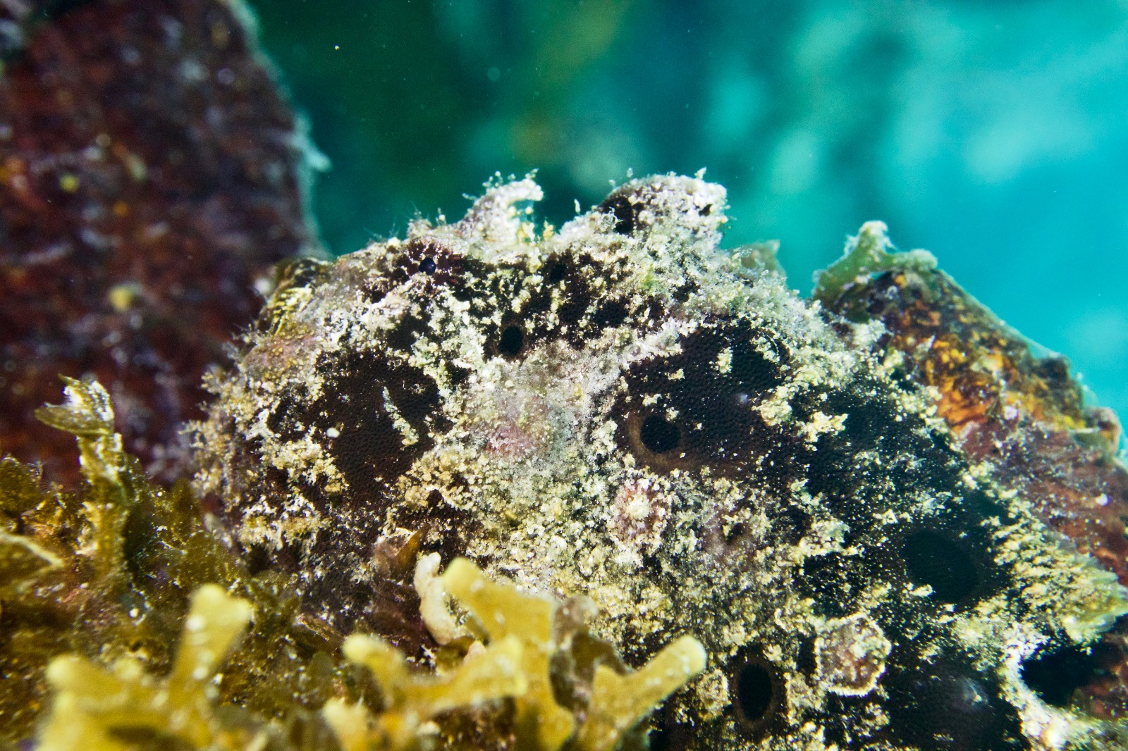 Sponge Forest photo 3