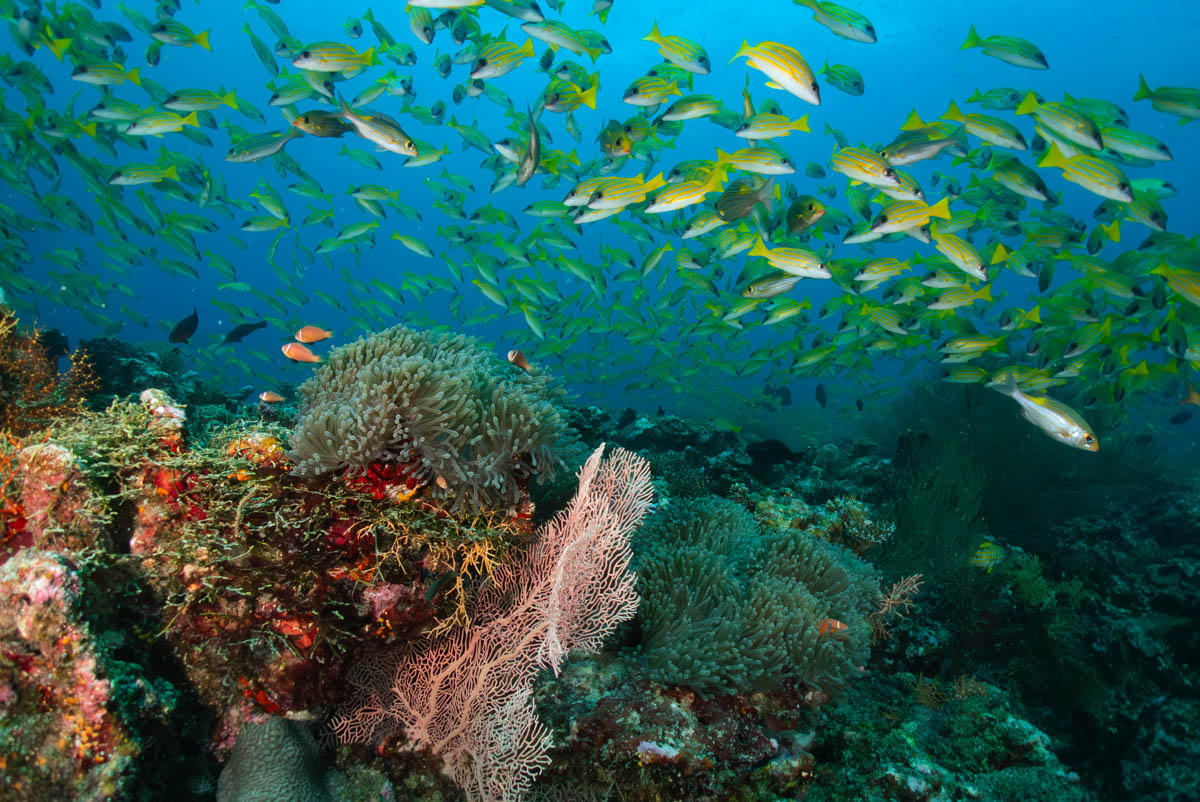 Vilamendhoo Thila photo 2