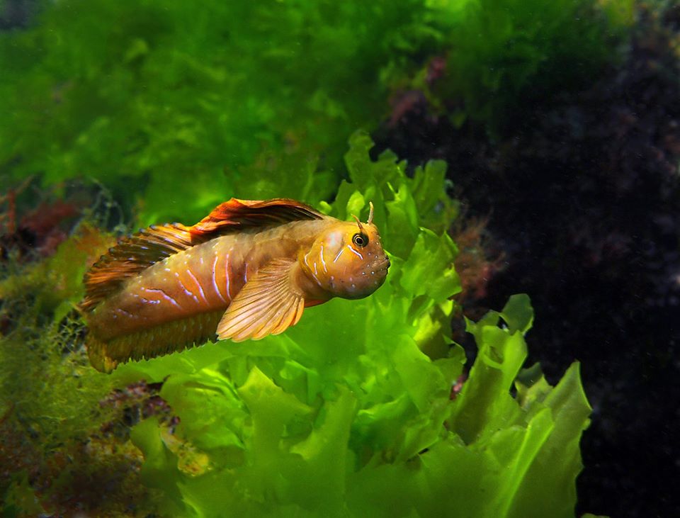 Seahorse Garden - Galata photo 4