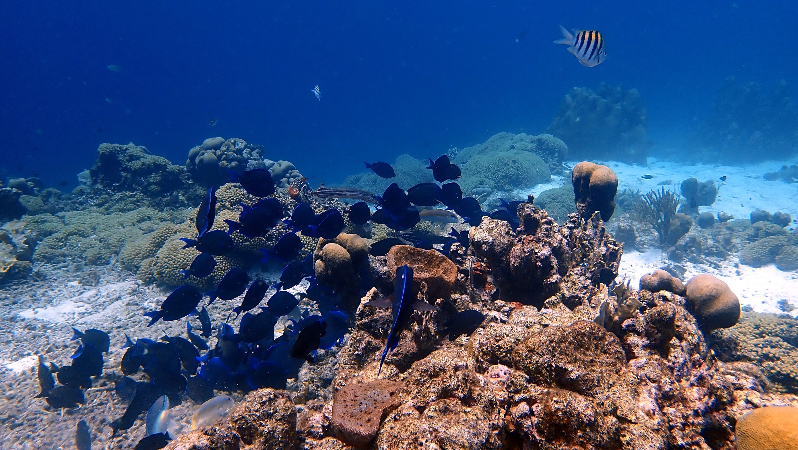 Director's bay Housereef of CURious 2 DIVE photo 8