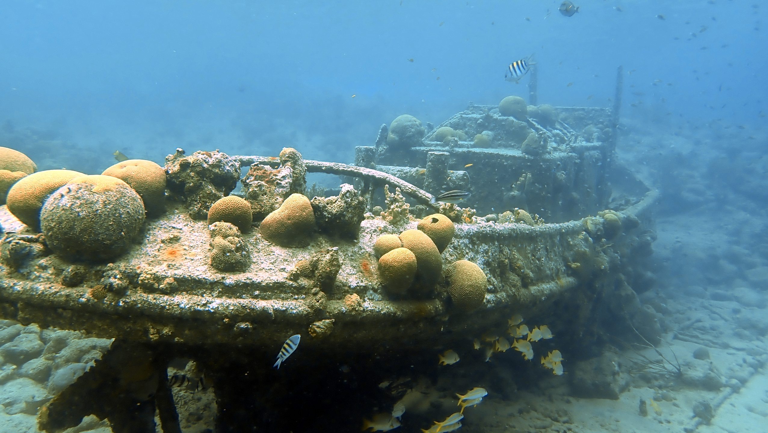 Tugboat Housereef of CURious 2 DIVE photo 9