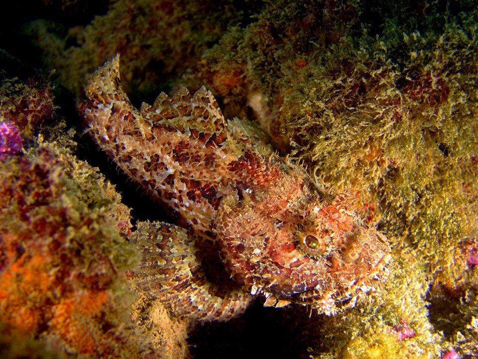 Evdokia II photo 4