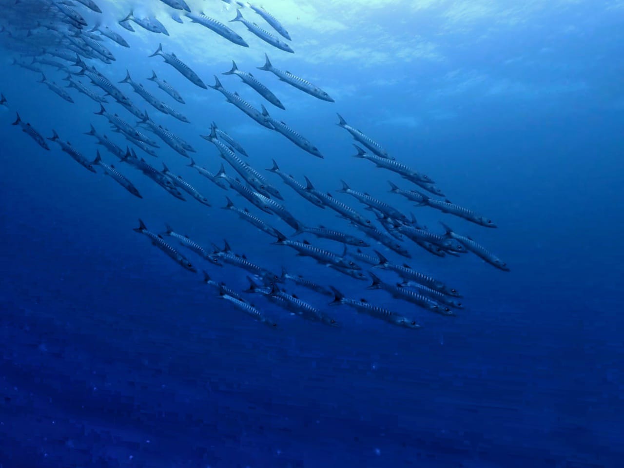 Barracuda Dive Point