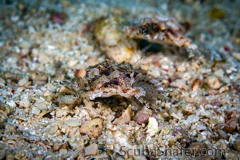 Dapdap photo 2