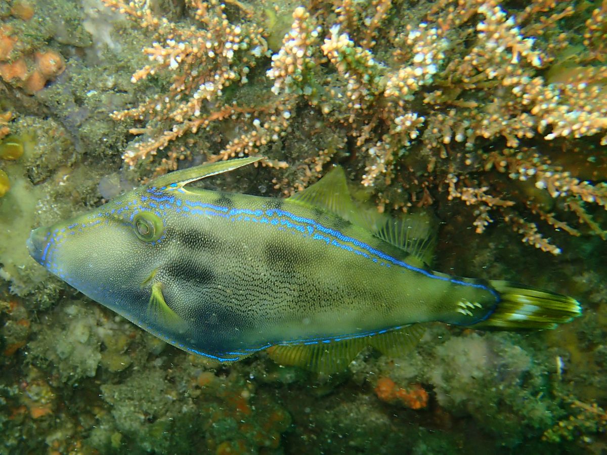 Ship Rock Aquatic Reserve photo 4
