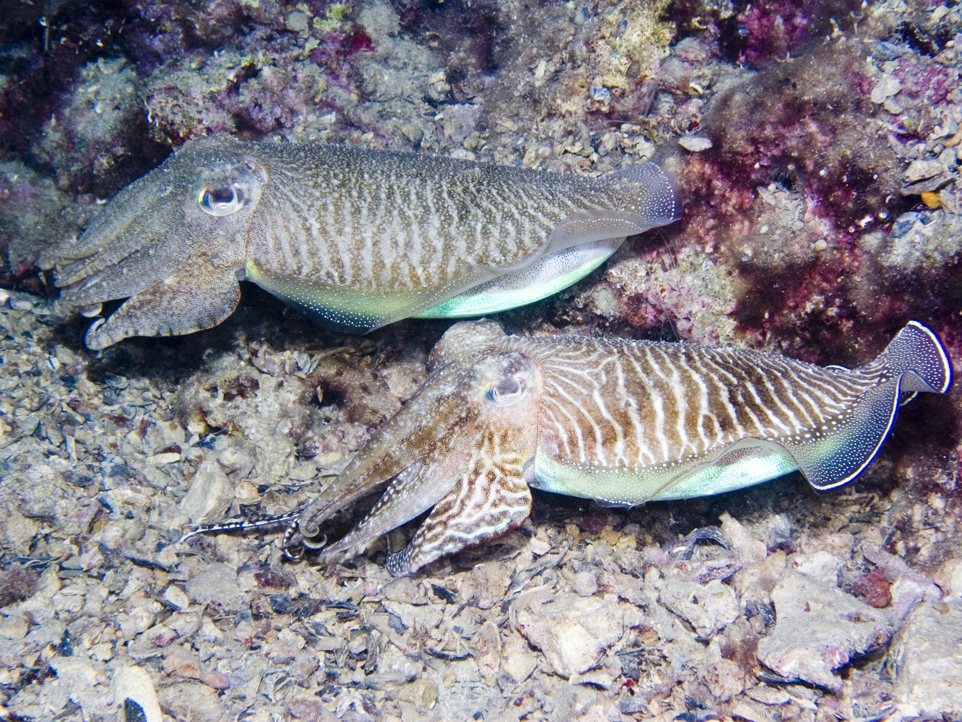 SHALLOWS MLIN photo 5