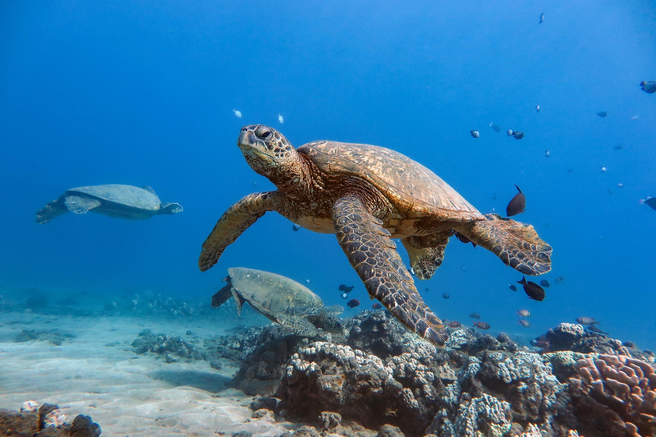 Wailea Point (House) Reef