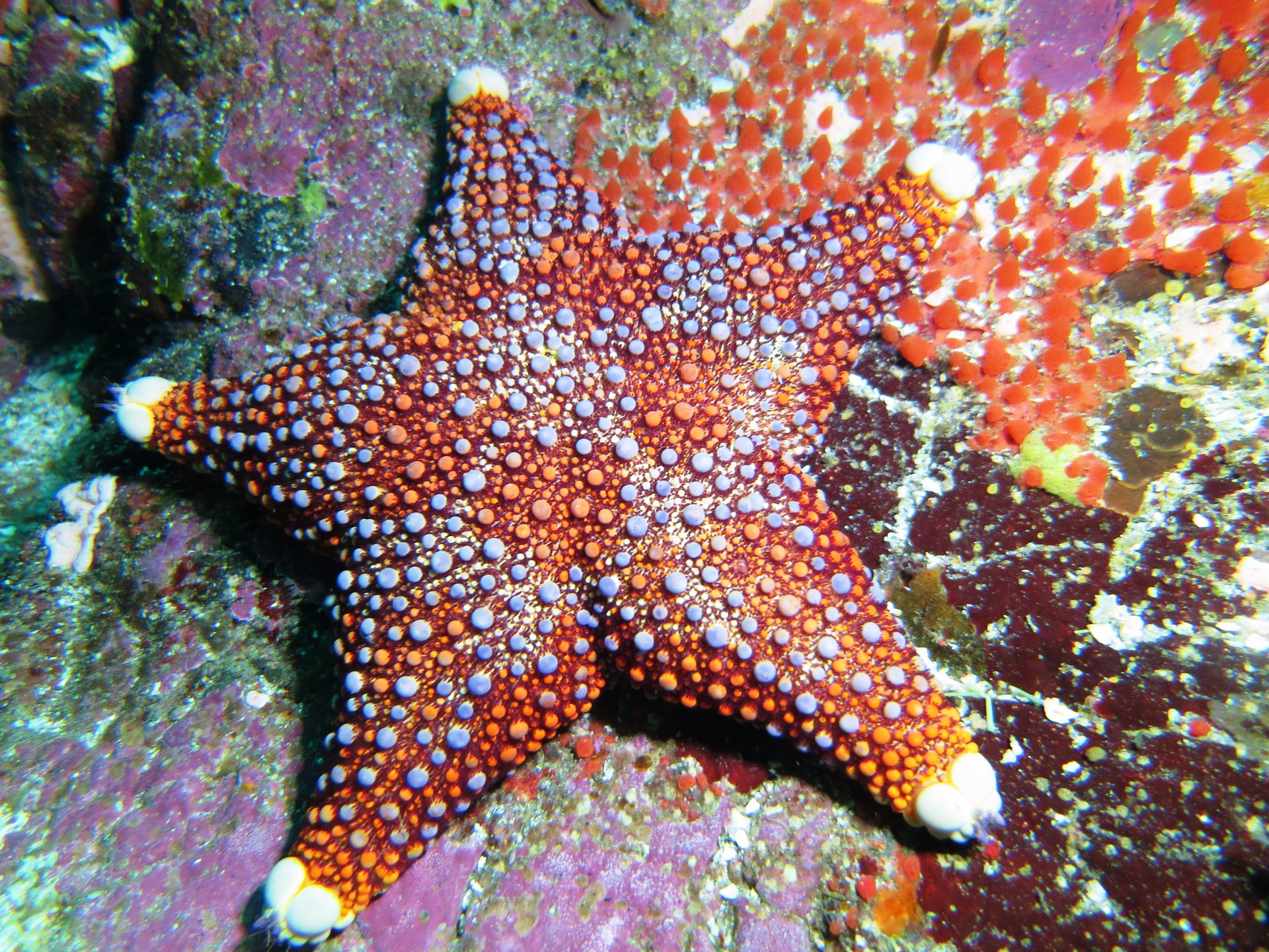 Okorotere Island photo 6