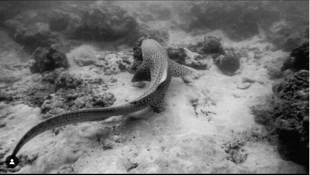 Pilot Reef photo 2