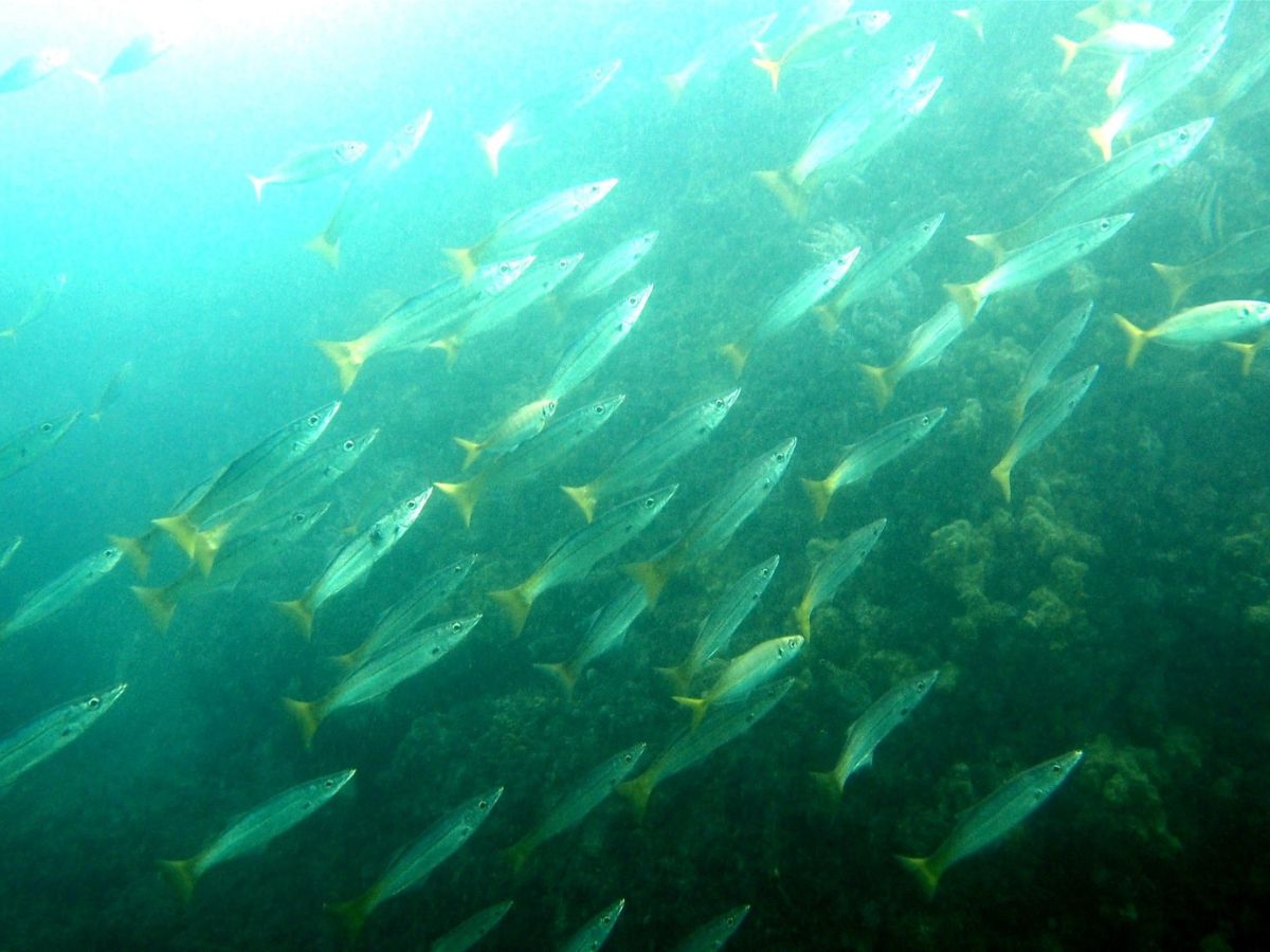 Ship Rock Aquatic Reserve
