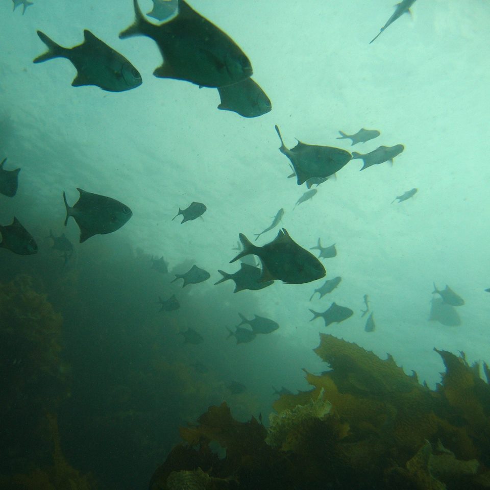 Lee Breakwater, Portland, Victoria, Australia photo 5