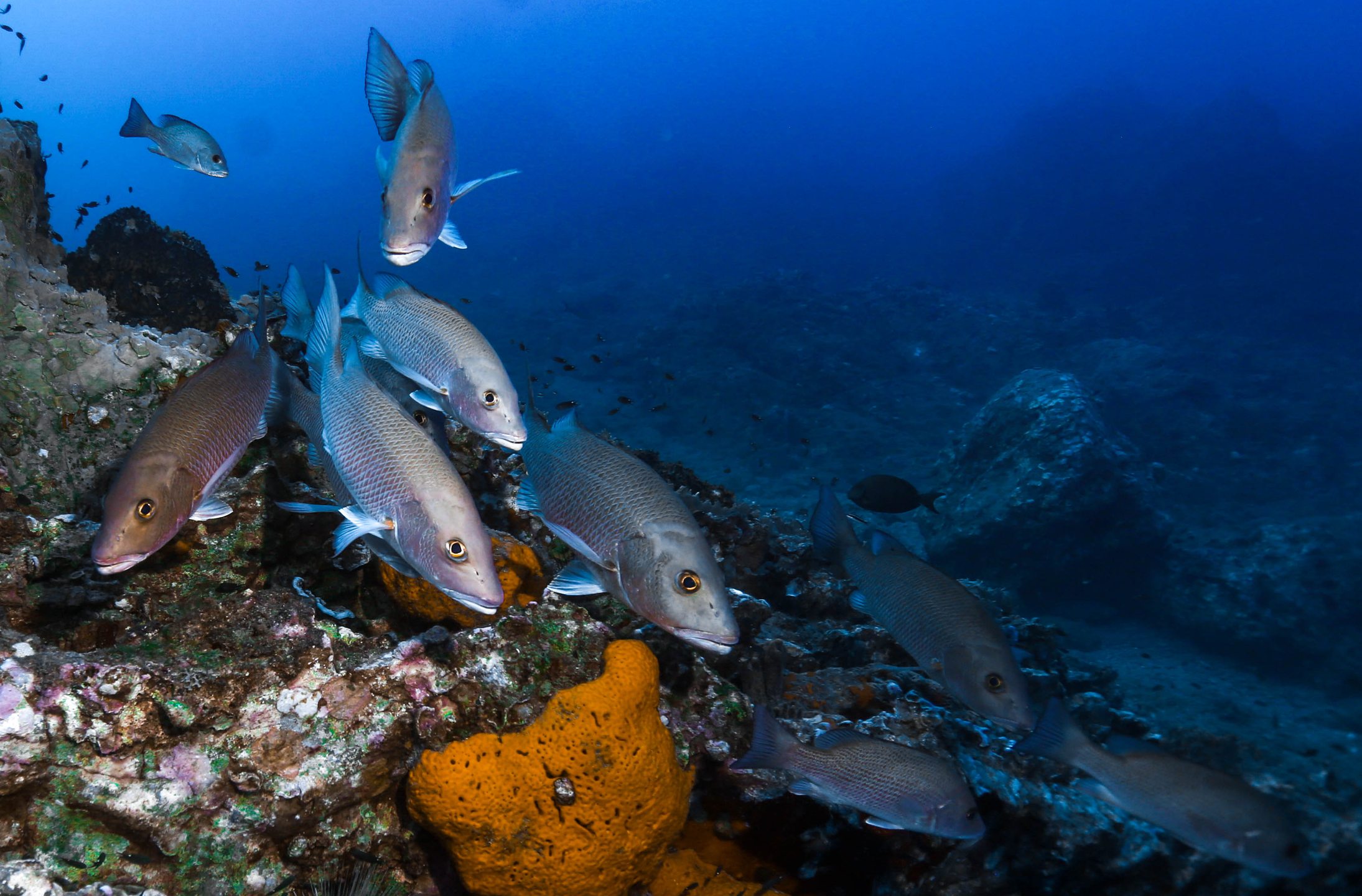 Flower Gardens Banks National Marine Sanctuary photo 11