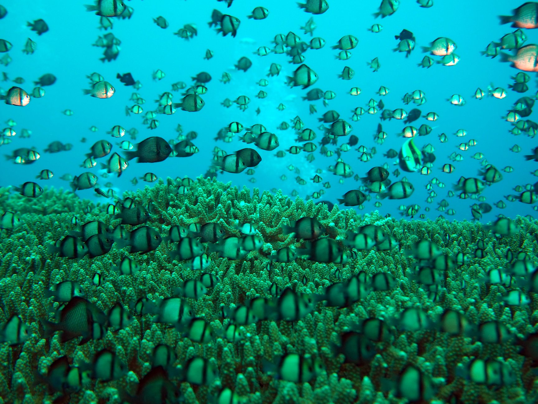 RESEARCH REEF