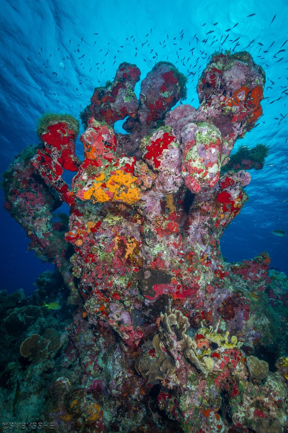 Sponge Forest photo 2