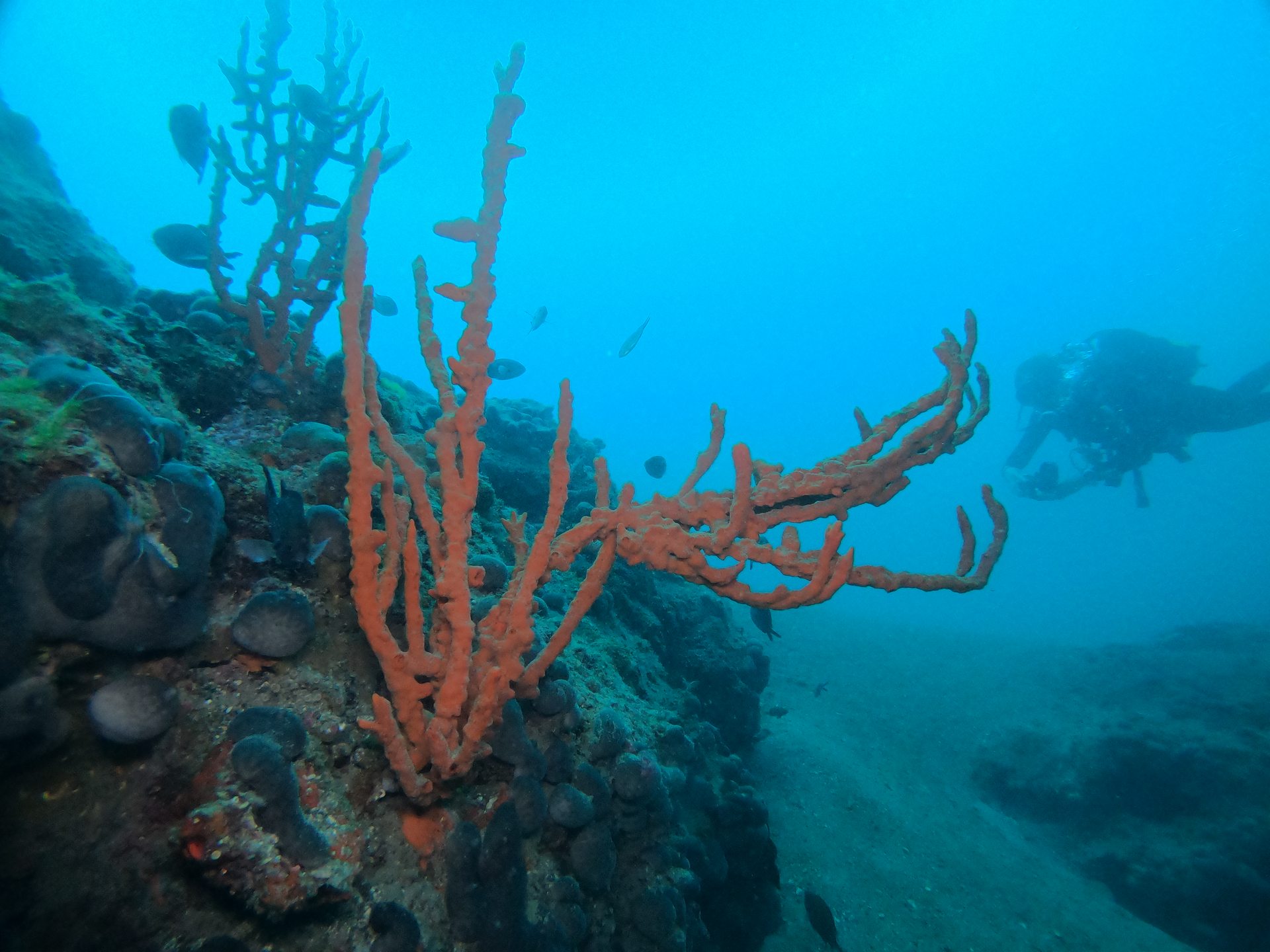 Limni reef 2 photo 11