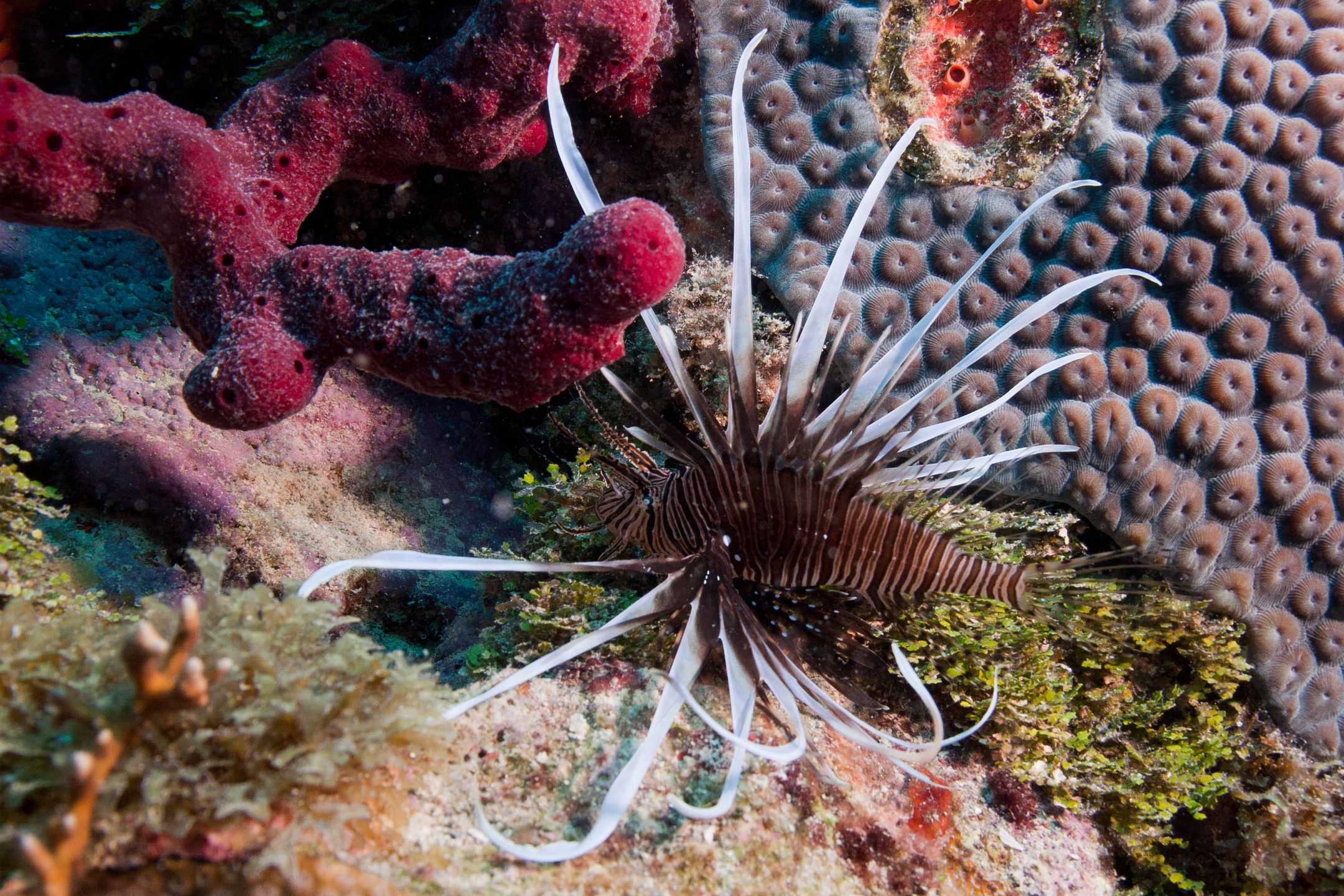 Barrier Reef Shallow- 30-45 ft