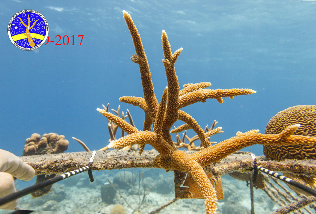 Sun Reef - Curacao Divers photo 3