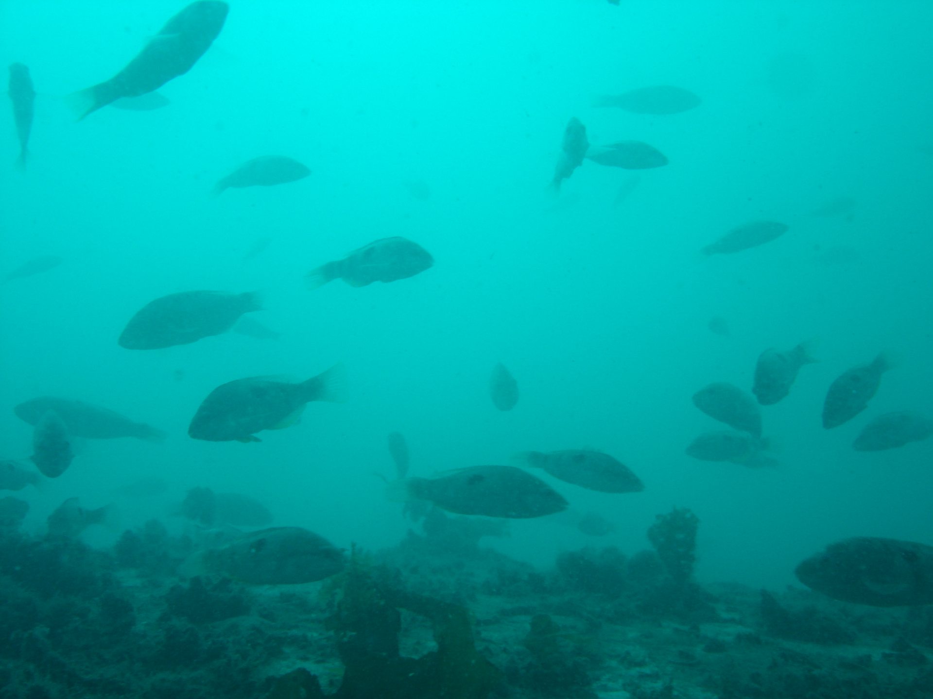 MS Mikhail Lermontov Wreck