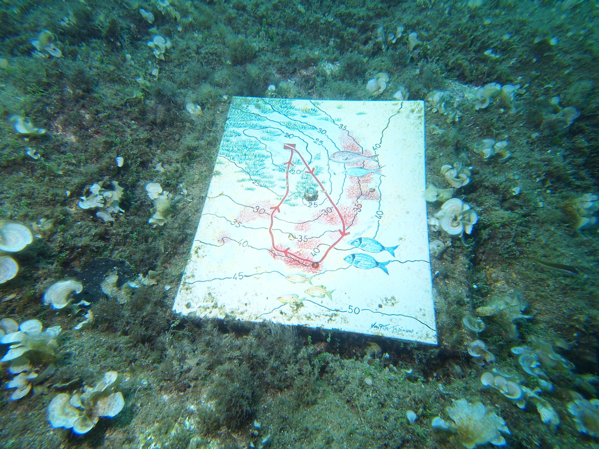 CAPO FONZA photo 4