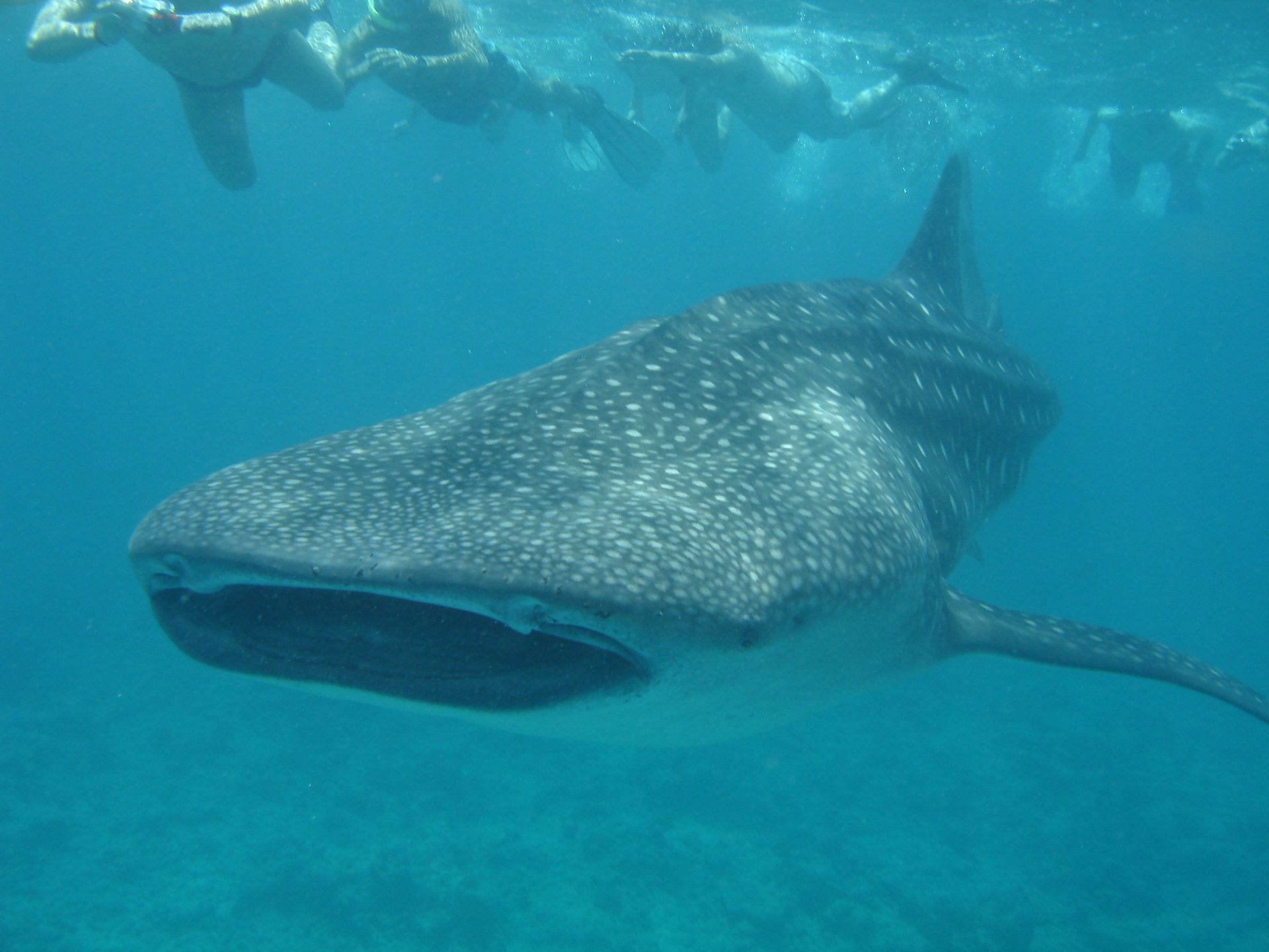 Koh Tachai Similan National Park photo 2