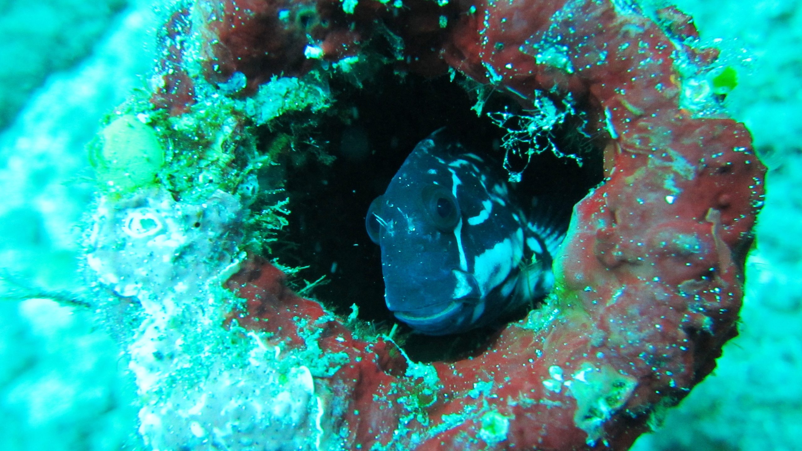 Gili Selang photo 4