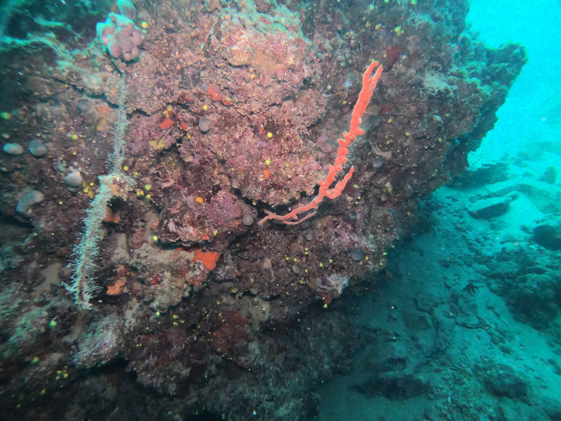 Taxiarxis reef photo 6