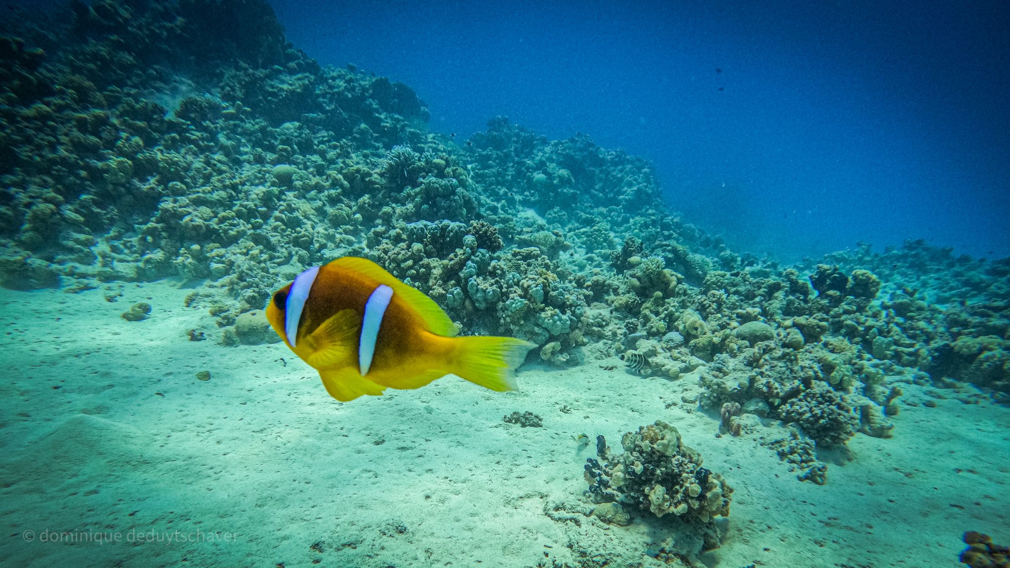 yolanda house reef photo 2