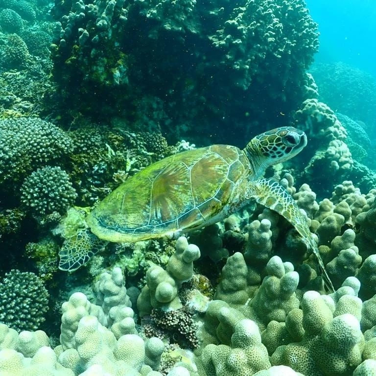 Black tip