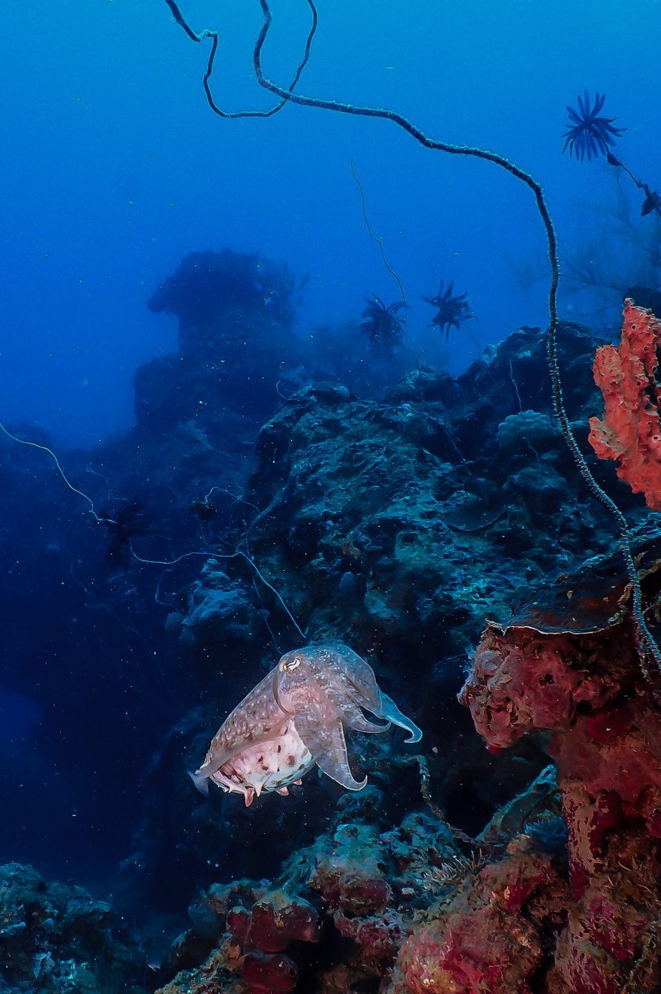Popolcan West (Under Water Forrest) photo 8
