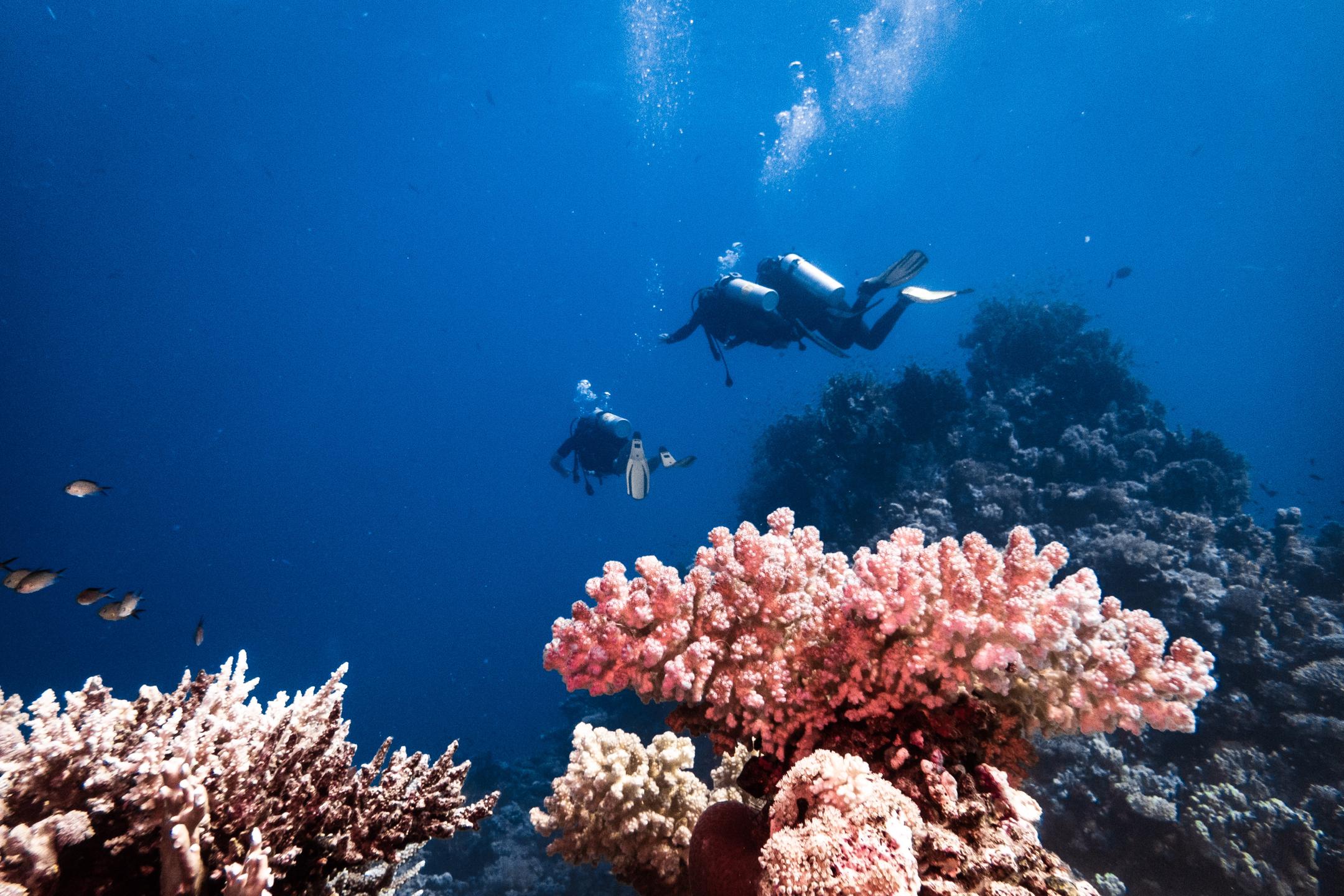Um Halhala Divesite photo 6